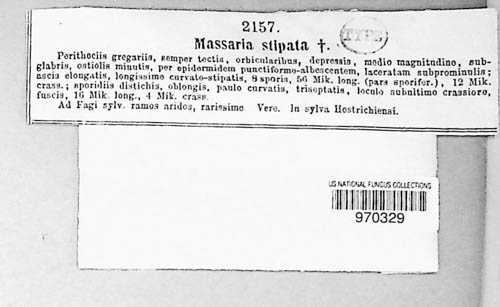 Dendropleella stipitata image